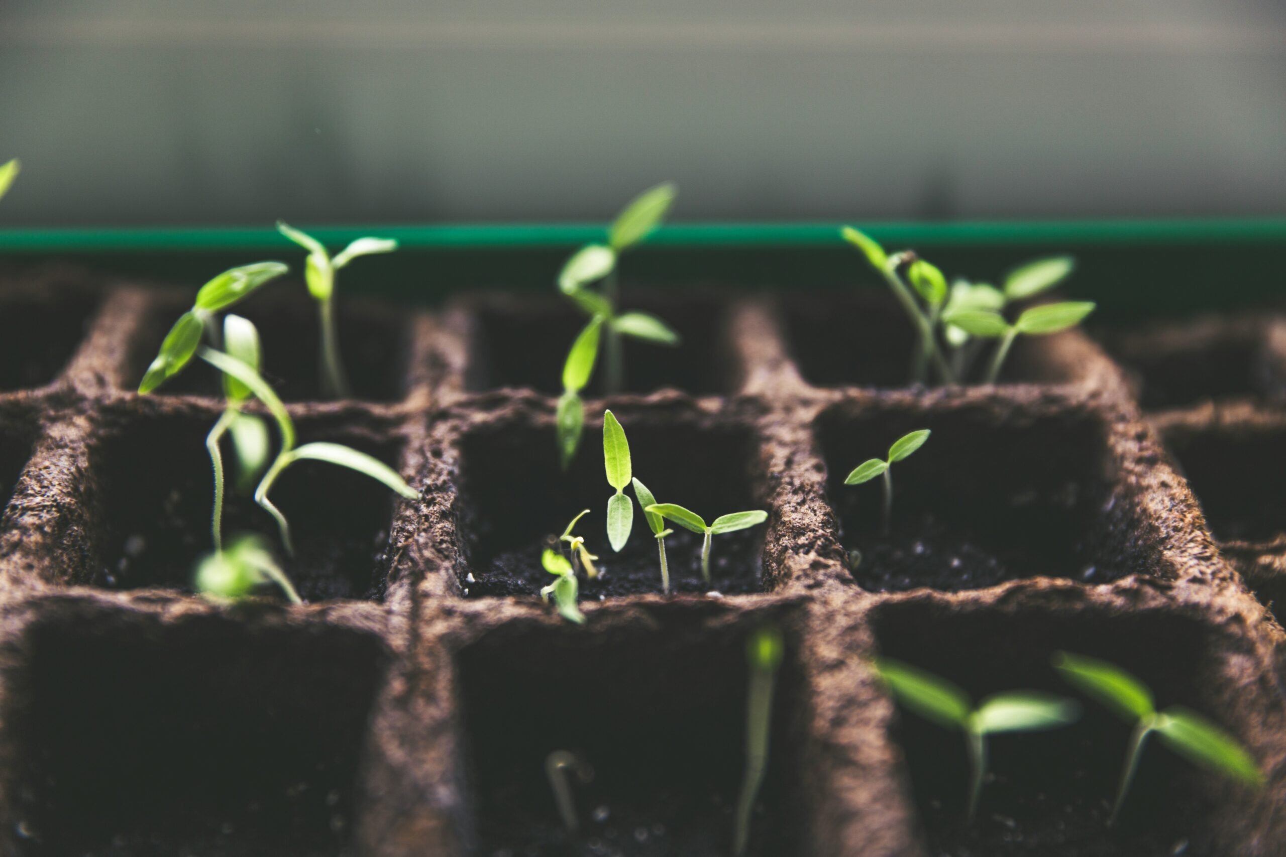 Understanding the how of digital transformation: part 3 – scale and optimize optimize